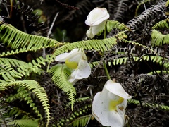 Orchidioides