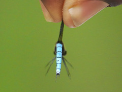 Chlorocypha aphrodite