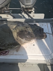 Hippoglossus stenolepis