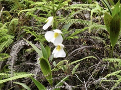 Orchidioides