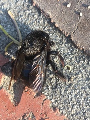 Xylocopa tabaniformis