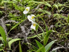 Orchidioides