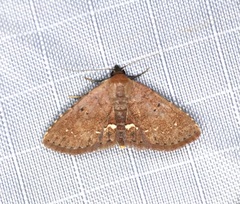 Nechesia albotentata