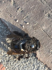 Xylocopa tabaniformis