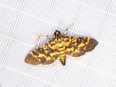 Physematia