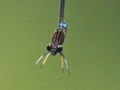 Chlorocypha aphrodite