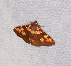 Saroba pustulifera