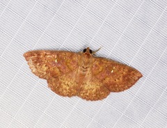 Sarobides inconclusa