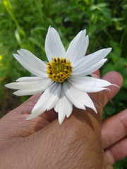 Cosmos diversifolius