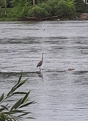 Ardea herodias