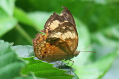 Cupha erymanthis lotis
