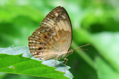Cupha erymanthis lotis