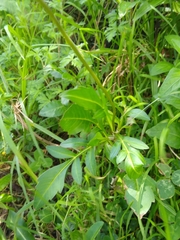 Cosmos diversifolius