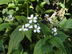 Alloispermum