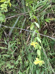 Hypericum crux-andreae