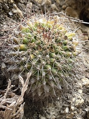 Mammillaria petrophila