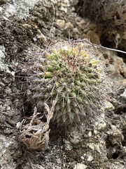 Mammillaria petrophila