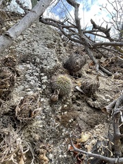 Mammillaria petrophila