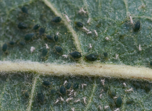 iNaturalist observation photo of Aphis