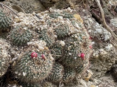 Mammillaria petrophila
