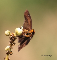 Eagris nottoana nottoana