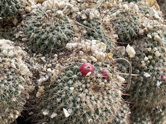 Mammillaria petrophila