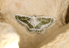 Pseudeuchlora kafebera