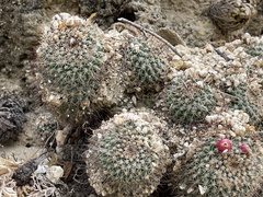 Mammillaria petrophila