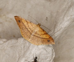 Pseudonadagara semicolor