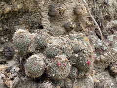 Mammillaria petrophila