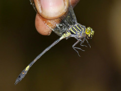 Diastatomma selysi