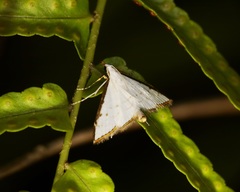 Ramila acciusalis