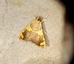 Rehimena phrynealis
