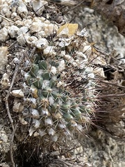 Mammillaria petrophila