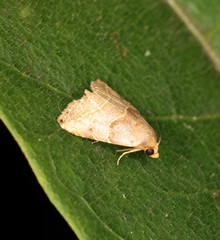 Rivula basalis