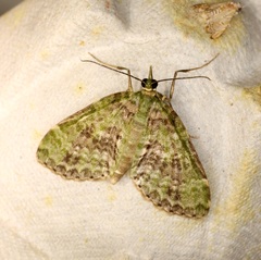 Sauris purpurotincta