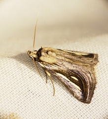 Schistorhynx argentistriga