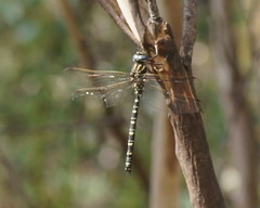 Austroaeschna inermis