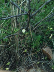 Phemeranthus palmeri
