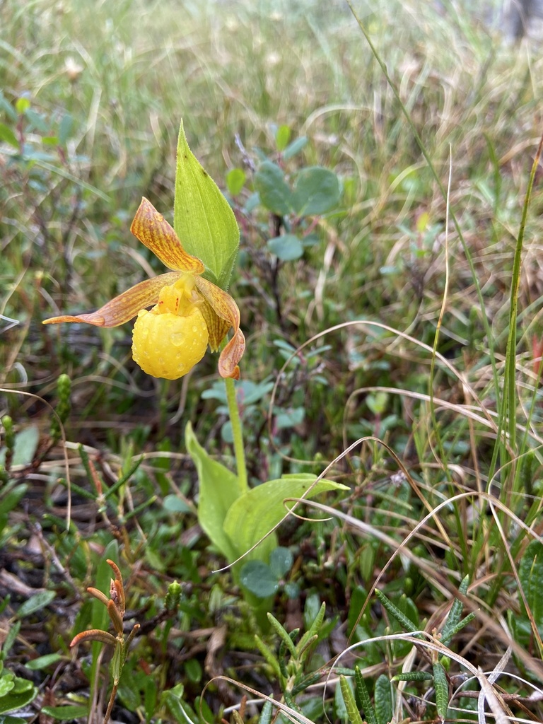 Cypripedium parviflorum Salisb. 2