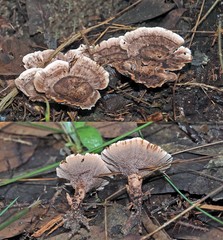 Hydnellum auratile