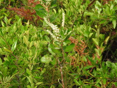 Clethra tomentosa