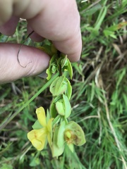 Hypericum crux-andreae