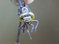Diastatomma selysi
