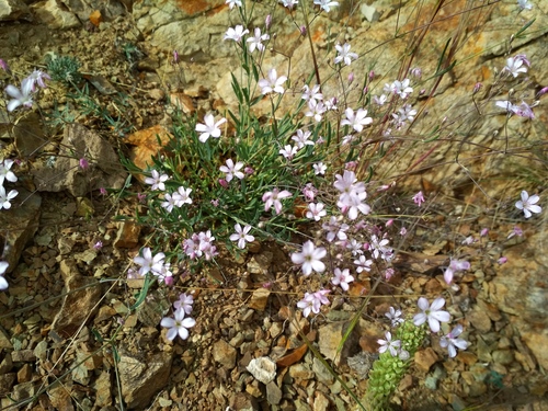 Gypsophila patrinii