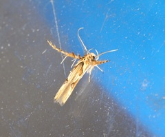 Stathmopoda stimulata