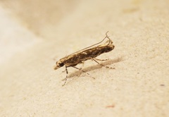 Stomphastis polygoni