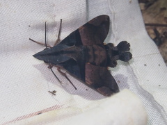 Macroglossum passalus