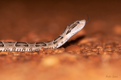 Bothrops diporus