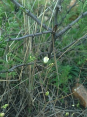 Phemeranthus palmeri